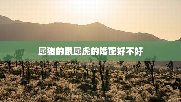 属猪的跟属虎的婚配好不好
