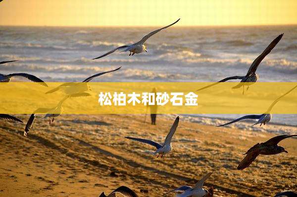 松柏木和砂石金