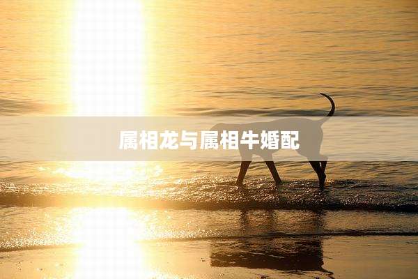 属相龙与属相牛婚配
