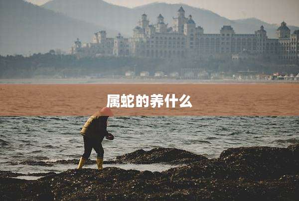 属蛇的养什么