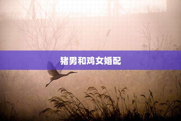 猪男和鸡女婚配