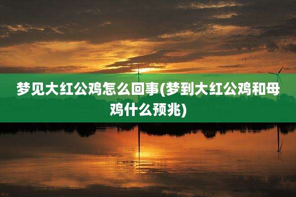 梦见大红公鸡怎么回事(梦到大红公鸡和母鸡什么预兆)
