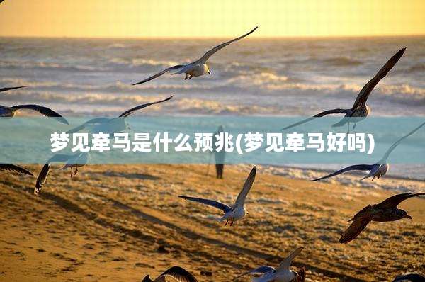 梦见牵马是什么预兆(梦见牵马好吗)