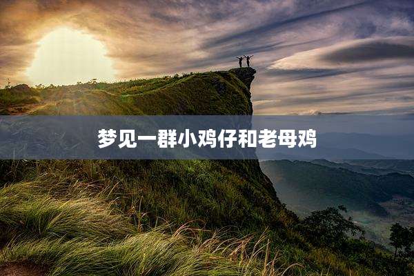 梦见一群小鸡仔和老母鸡