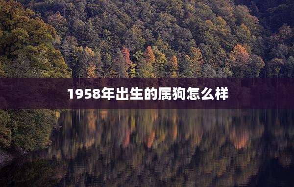 1958年出生的属狗怎么样
