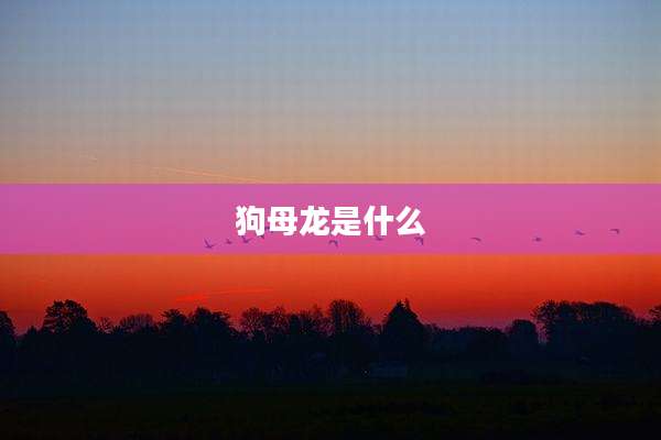 狗母龙是什么