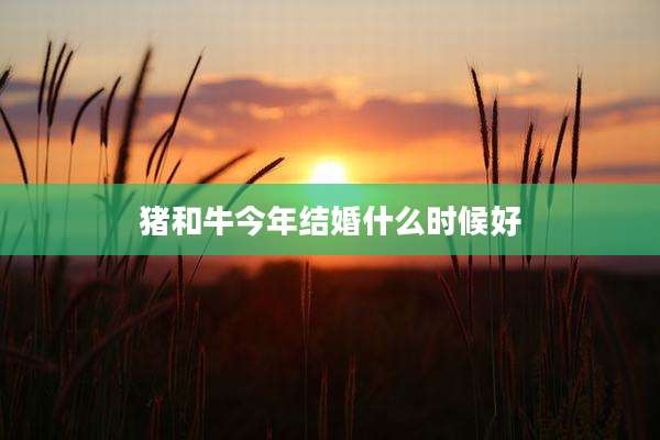 猪和牛今年结婚什么时候好