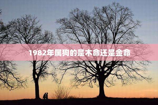 1982年属狗的是木命还是金命