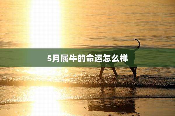 5月属牛的命运怎么样