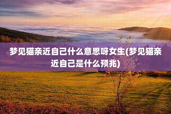 梦见猫亲近自己什么意思呀女生(梦见猫亲近自己是什么预兆)
