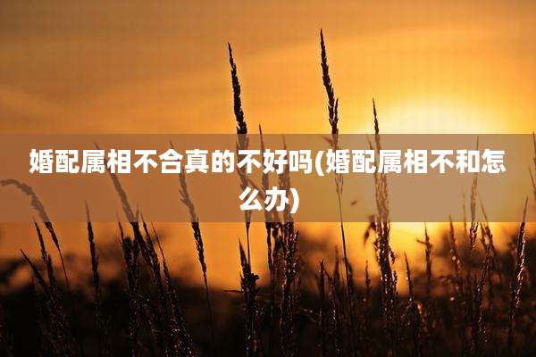 婚配属相不合真的不好吗(婚配属相不和怎么办)