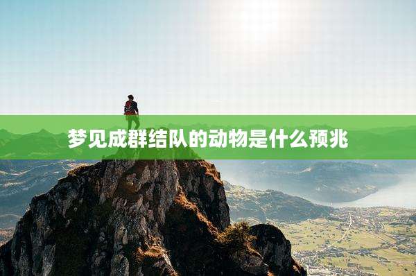 梦见成群结队的动物是什么预兆