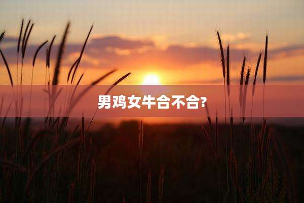 男鸡女牛合不合?