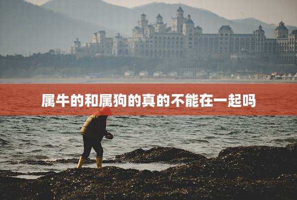 属牛的和属狗的真的不能在一起吗