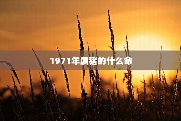 1971年属猪的什么命