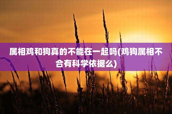 属相鸡和狗真的不能在一起吗(鸡狗属相不合有科学依据么)