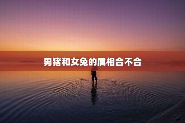 男猪和女兔的属相合不合