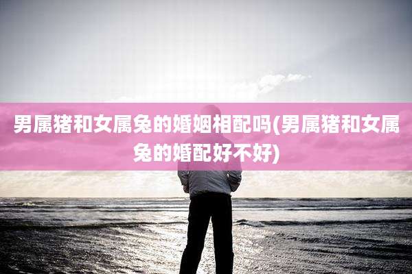 男属猪和女属兔的婚姻相配吗(男属猪和女属兔的婚配好不好)