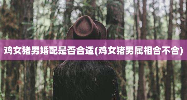 鸡女猪男婚配是否合适(鸡女猪男属相合不合)