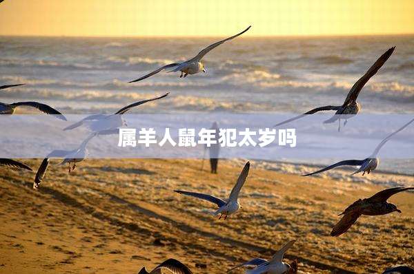 属羊人鼠年犯太岁吗