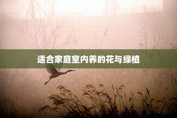 适合家庭室内养的花与绿植