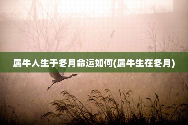 属牛人生于冬月命运如何(属牛生在冬月)