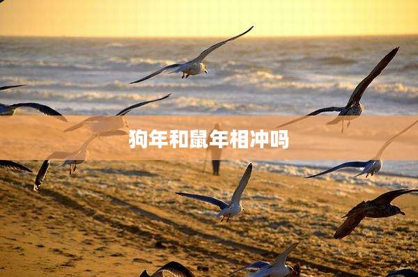 狗年和鼠年相冲吗