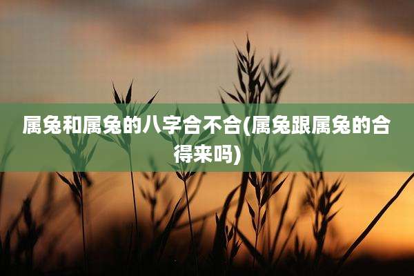 属兔和属兔的八字合不合(属兔跟属兔的合得来吗)