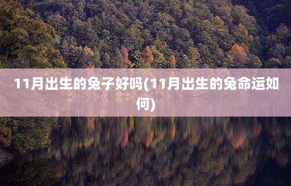 11月出生的兔子好吗(11月出生的兔命运如何)