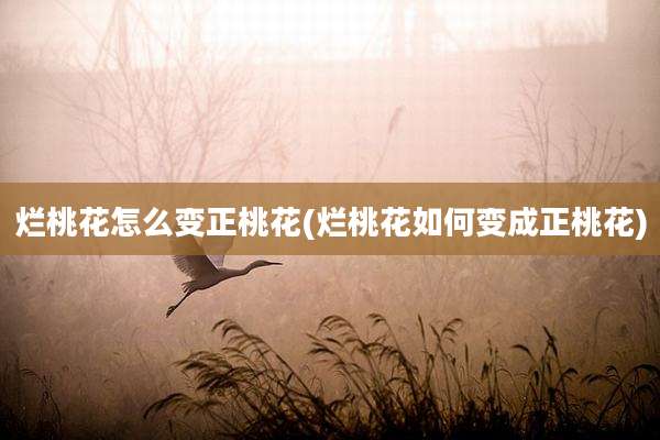 烂桃花怎么变正桃花(烂桃花如何变成正桃花)