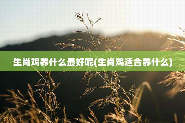 生肖鸡养什么最好呢(生肖鸡适合养什么)