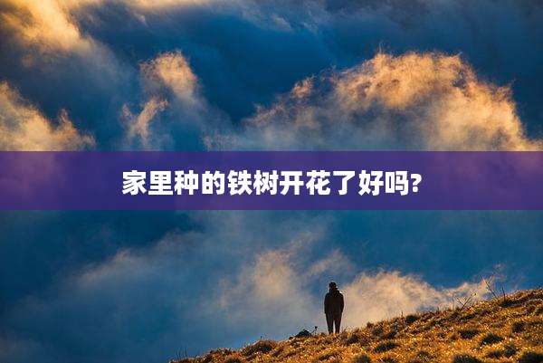 家里种的铁树开花了好吗?