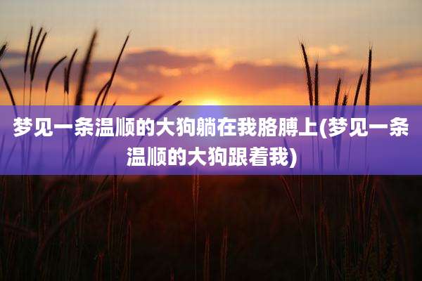梦见一条温顺的大狗躺在我胳膊上(梦见一条温顺的大狗跟着我)