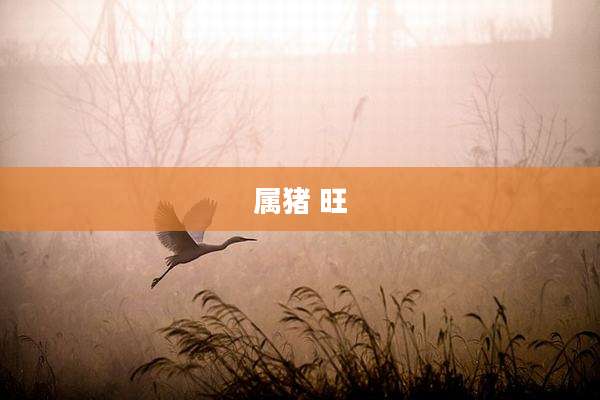 属猪 旺