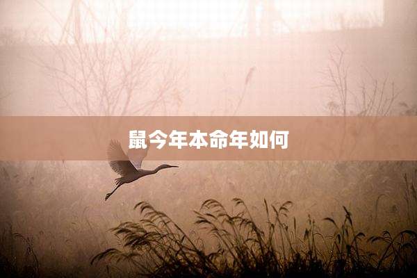 鼠今年本命年如何