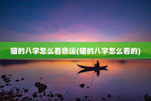 猫的八字怎么看命运(猫的八字怎么看的)