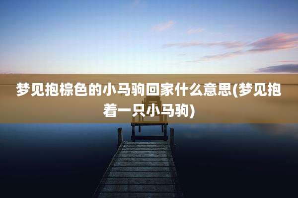 梦见抱棕色的小马驹回家什么意思(梦见抱着一只小马驹)