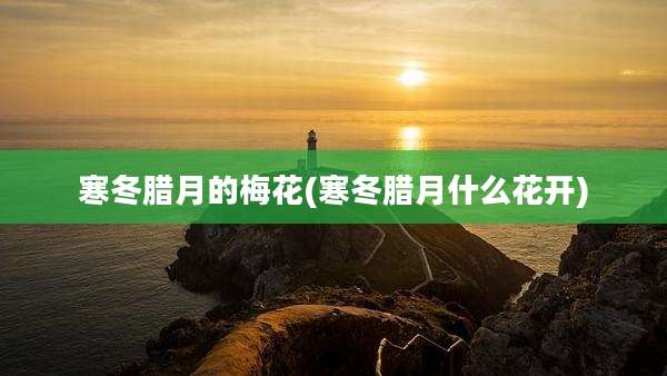 寒冬腊月的梅花(寒冬腊月什么花开)