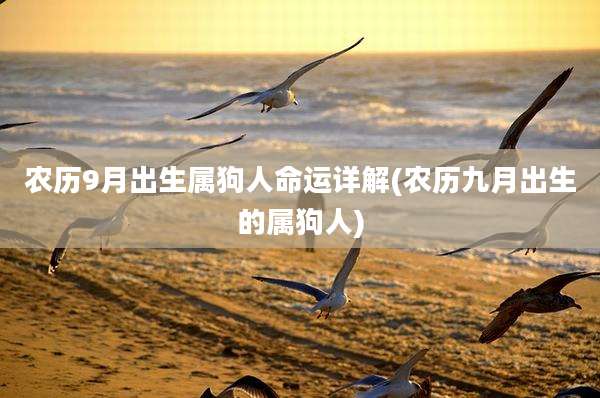 农历9月出生属狗人命运详解(农历九月出生的属狗人)