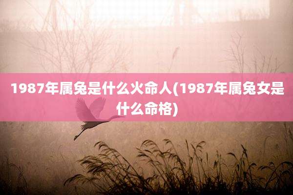 1987年属兔是什么火命人(1987年属兔女是什么命格)