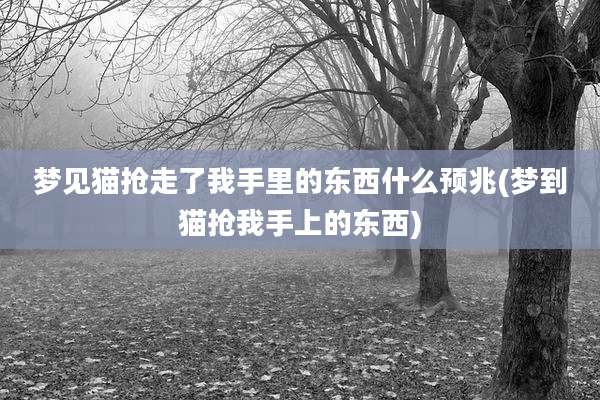 梦见猫抢走了我手里的东西什么预兆(梦到猫抢我手上的东西)