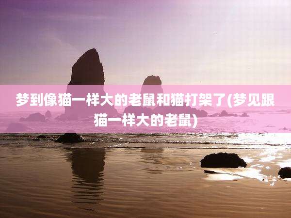 梦到像猫一样大的老鼠和猫打架了(梦见跟猫一样大的老鼠)