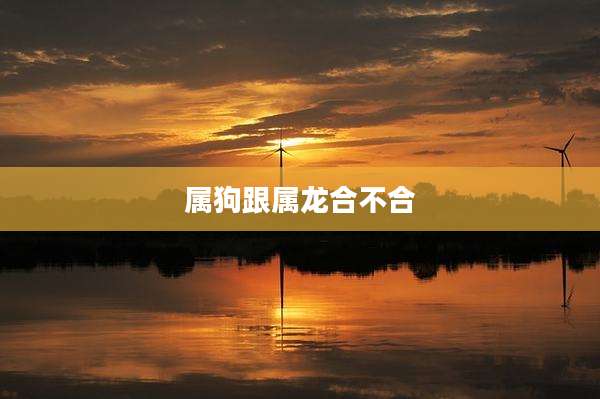 属狗跟属龙合不合