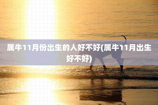 属牛11月份出生的人好不好(属牛11月出生好不好)