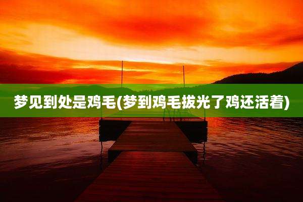 梦见到处是鸡毛(梦到鸡毛拔光了鸡还活着)