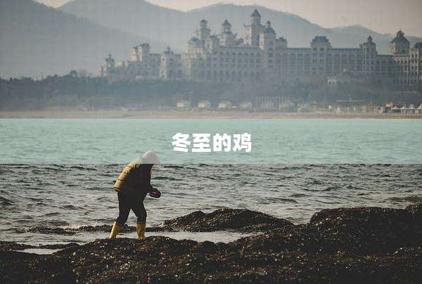冬至的鸡