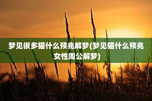 梦见很多猫什么预兆解梦(梦见猫什么预兆 女性周公解梦)