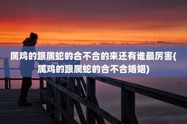 属鸡的跟属蛇的合不合的来还有谁最厉害(属鸡的跟属蛇的合不合婚姻)
