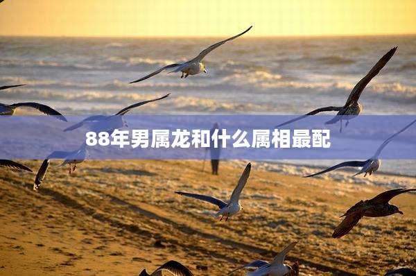 88年男属龙和什么属相最配