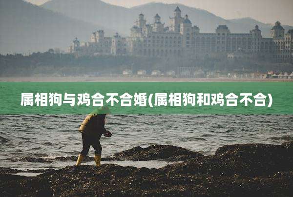属相狗与鸡合不合婚(属相狗和鸡合不合)